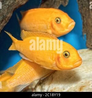 Buntbarsche Fische aus dem Malawisee im Aquarium Stockfoto