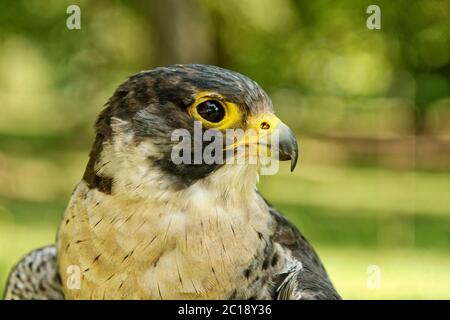 Wanderfalke (Falco peregrinus) mit verschwommenem grünem Hintergrund Stockfoto