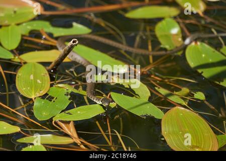 Gras Schlange im See Natrix Natrix Porträt Stockfoto