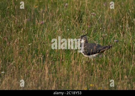 Nördlicher Kiebitz Vanellus vanellus auch bekannt als Peewit oder Pewit tuit oder tew it grüner pfropfenfischer oder einfach nur Kiebitz Stockfoto