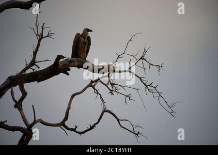 Geier mit weißem Rücken Gruppe Gyps africanus Alte Welt Geier Familie Accipitridae Stockfoto