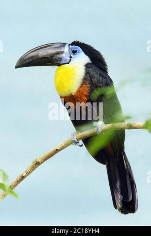 Kanallukan - Ramphastos vitellinus Stockfoto