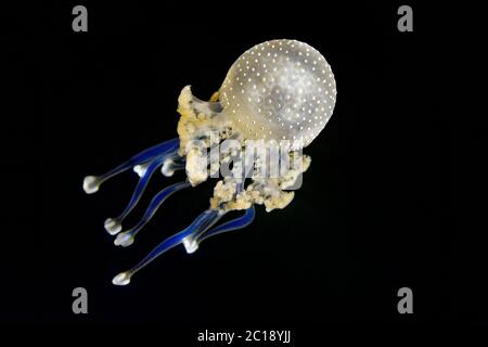 Weißfleckige Qualle - Phyllorhiza punctata Stockfoto