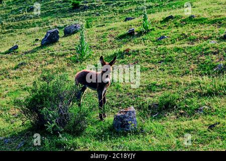 Junger Esel auf einer Alm, mit grünem Gras. Landschaft. Sommertag. Stockfoto