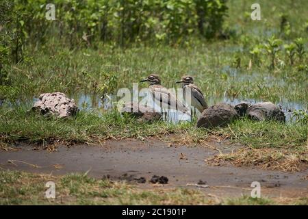 Wasser dicke Knie Burhinus vermiculatus Wasser dikkop Burhinidae Tansania Lake Manyara Stockfoto