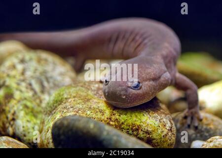 Shangcheng Stout Salamander - Pachyhynobius shangchengensis Stockfoto