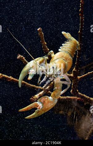 Signalkreide - Pacifastacus leniusculus Stockfoto