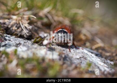 Hahnenkäfer auch genannt Maybug oder Doodlebug Europäische Käfergattung Melolontha Familie Scarabaeidae