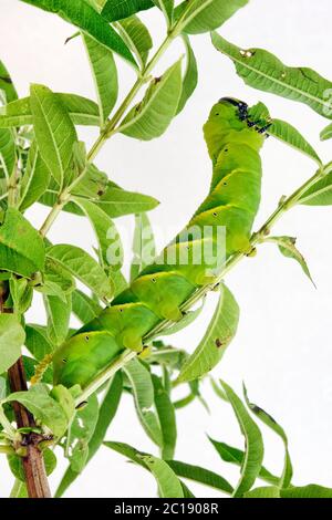 Der Kopf des Todes, die Falkmottenlarve (Raupe) - Acherontia atropos Stockfoto