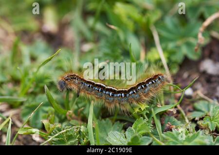 Malacosoma castrense castrensis Boden Lackey Lasiocampidae Makro Porträt Stockfoto