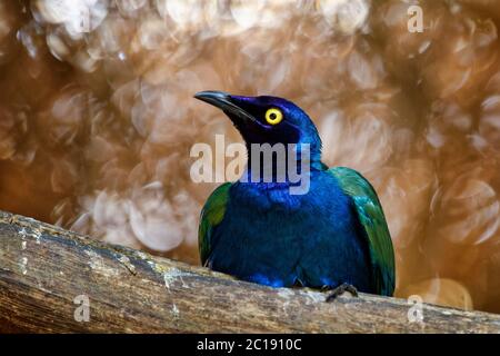 Lila Glanzstar - Lamprotornis pureus Stockfoto