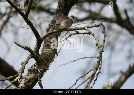 Gestreifter Eisvogel Halcyon chelicuti Portrait hübsch auf einem Baum Stockfoto