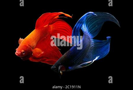 Betta Blue Red Veiltail VT Männlich oder Plakat Fighting Fish splendens auf schwarzem Hintergrund. Stockfoto