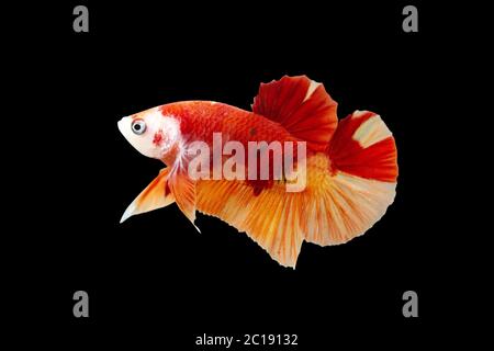 Betta Koi Nemo Halfmoon Plakat HMPK Male oder Plakat Fighting Fish splendens auf schwarzem Hintergrund. Stockfoto