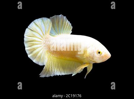 Betta Super Gold Halfmoon Plakat HMPK Male oder Plakat Fighting Fish splendens auf schwarzem Hintergrund. Stockfoto