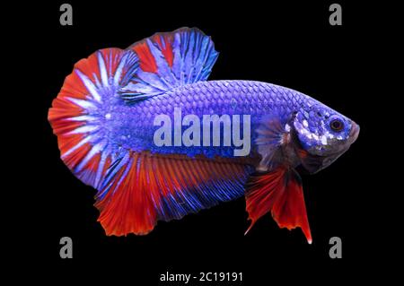 Betta Fancy Dragon Halfmoon Plakat HMPK Männlich oder Plakat Kampf Fisch splendens auf schwarzem Hintergrund. Stockfoto