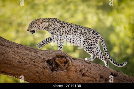 Horizontale Aufnahme einer Leopardenweibin einem Baum im Samburu Reserve in Kenia Stockfoto