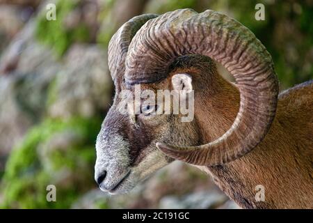 Europäischer Mufflon (männlich) - Ovis orientalis musimon Stockfoto