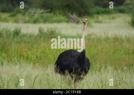 Strauß Struthio camelus Afrika Kenia Savanna Stockfoto