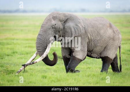 Seitenansicht eines erwachsenen Elefanten mit großen Stoßzähnen, der über die grasbewachsenen Ebenen im Amboseli National Park in Kenia geht Stockfoto