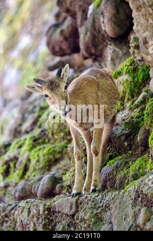 Junger europäischer Mufflon (männlich) - Ovis orientalis musimon Stockfoto