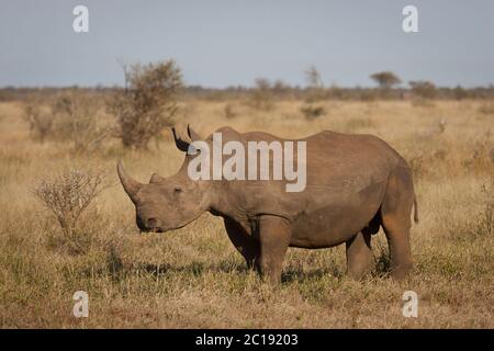 White Rhino frisst Gras an einem sonnigen und trockenen Wintertag im Kruger Park Südafrika Stockfoto