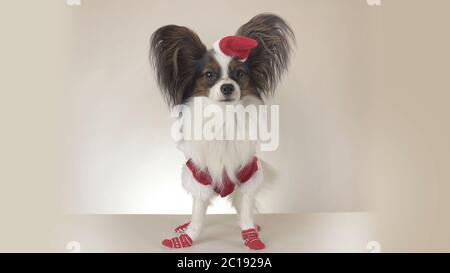 Lustiger junger Rüde Continental Toy Spaniel Papillon im Weihnachtsmann Kostüm schaut auf weißem Hintergrund herum Stockfoto