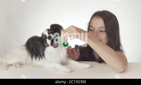 Dog Continental Toy Spaniel Papillon hilft dem Mädchen, den grünen Fidget Spinner auf weißem Hintergrund zu drehen Stockfoto