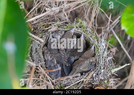 Kleine Amseln lassen das Ei einfach im Nest Stockfoto