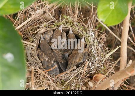 Kleine Amseln lassen das Ei einfach im Nest Stockfoto