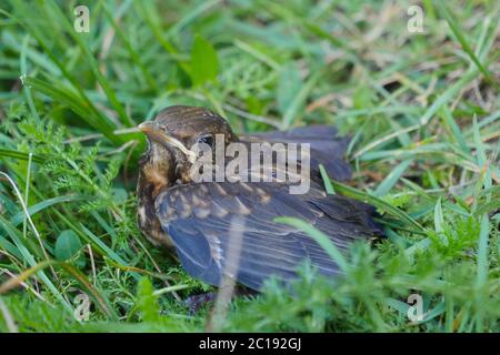 Kleine Amseln lassen das Ei einfach im Nest Stockfoto