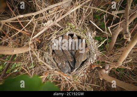 Kleine Amseln lassen das Ei einfach im Nest Stockfoto