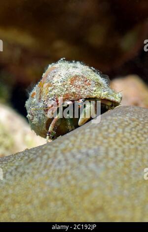 Einsiedlerkrebs Stockfoto