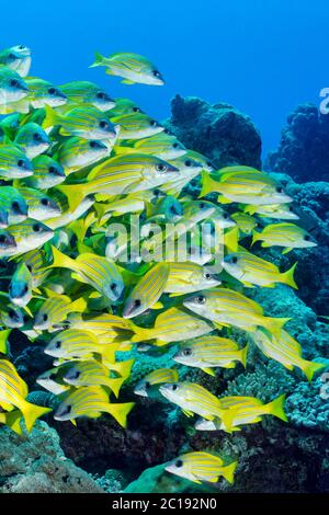 Schwarm von Bluestripe Snapper - Lutjanus kasmira Stockfoto