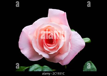 Eine einsame rosa Rose blüht. Stockfoto