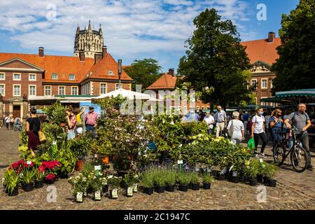 Großer Blumenstand, Bauernmarkt am Domplatz, Münster, Westfalen, Nordrhein-Westfalen, Deutschland Stockfoto