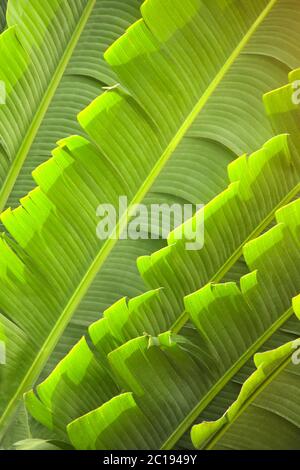 Blätter von Ravenala madagascariensis (Traveller's Palm). Nahaufnahme Foto Blatt von exotischen tropischen Palmen Stockfoto