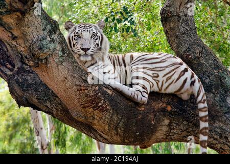 Bengal White Tiger - Panthera tigris Tigris Stockfoto