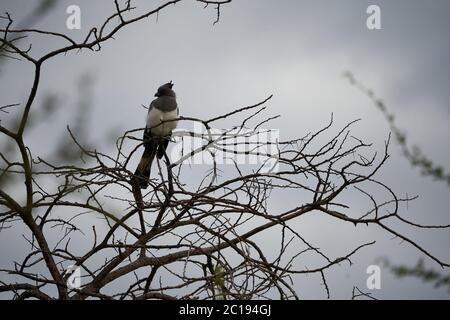 Weißer Bäuchling gehen weg Vogel Corythaixoides leucogaster Musophagidae turacos Stockfoto