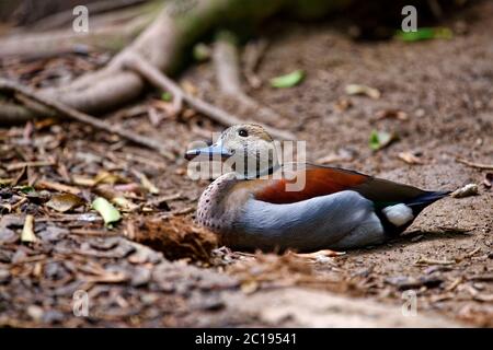 Ringelbärtchen - Callonetta leucophrys Stockfoto