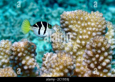 Junger Schwarzsattelfilefisch / Mimic Filefish - Paraluteres prionurus Stockfoto