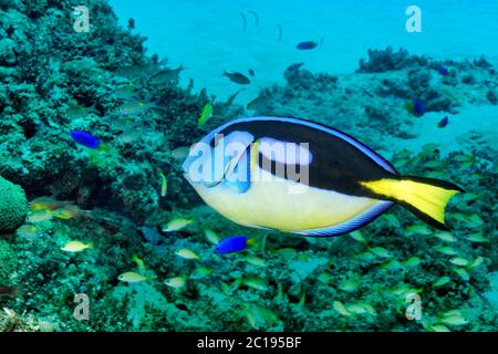 Farbpalette Surgeonfish - Paracanthurus hepatus Stockfoto