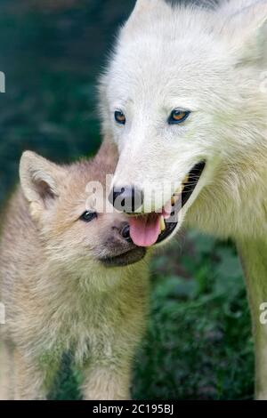 Arctic Wolves - Canis lupus arctos Stockfoto