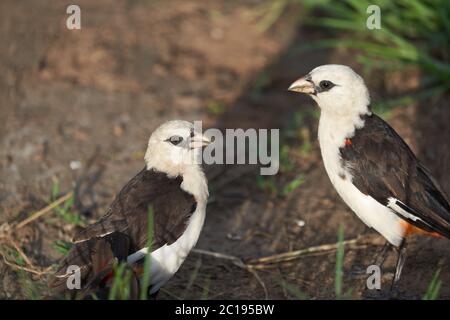 Weißkopfbüffelweber Paar weiß gesichtige Dinemellia dinemelli Singvogel Ploceidae Stockfoto