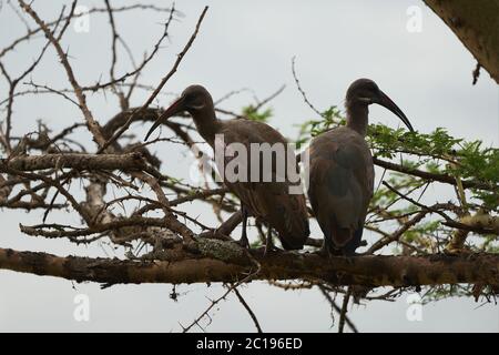 Hada ibis Bostrychia hagedash auch Hadada Subsahara Afrika Kenia genannt Stockfoto