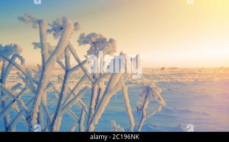 Winterlandschaft. Frozenned Blume Stockfoto