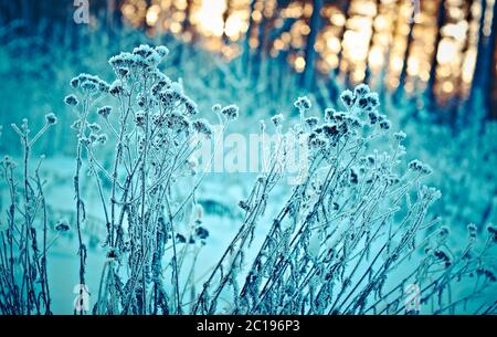 Winterlandschaft. Winter-Szene Stockfoto