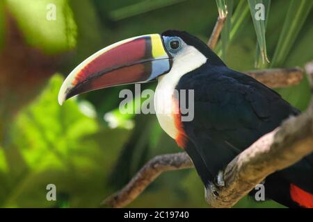 Weißkehliger Tukan - Ramphastos tucanus Stockfoto