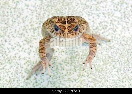 Kröte - Bufo gutturalis Stockfoto