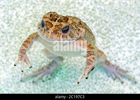 Kröte - Bufo gutturalis Stockfoto